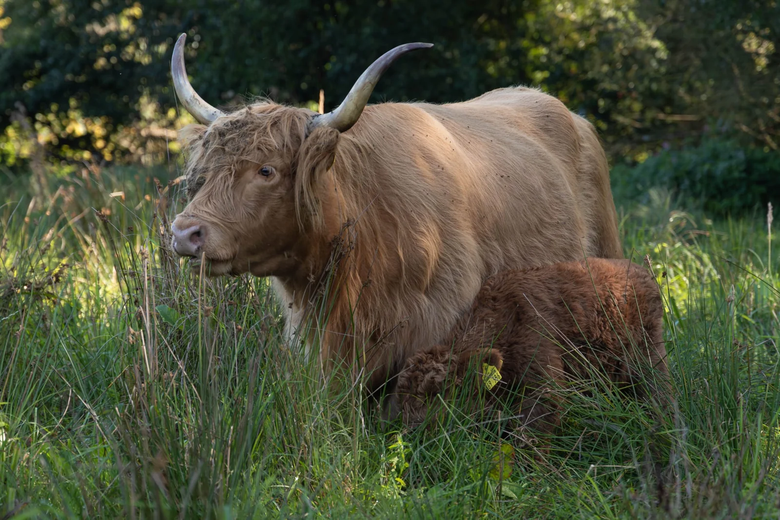 Helle Hochlandkuh mit Kalb im Gras