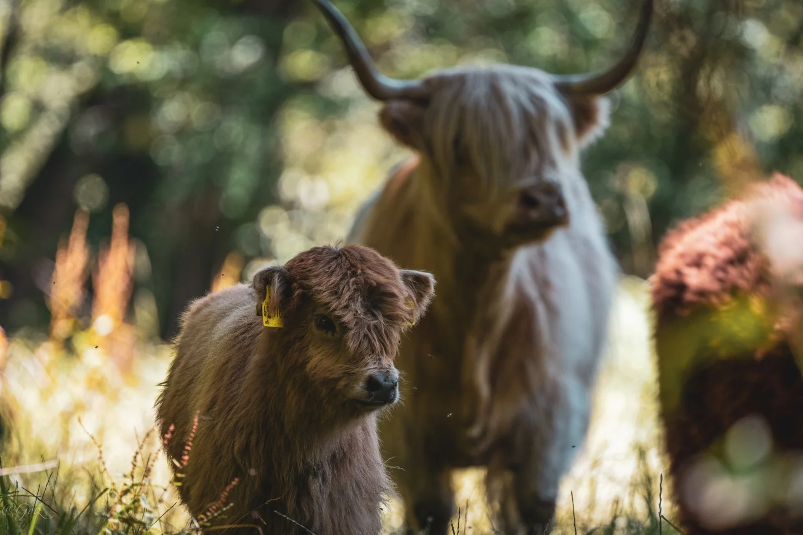 Mutterkuh und Kalb im Sonnenlicht auf der Weide